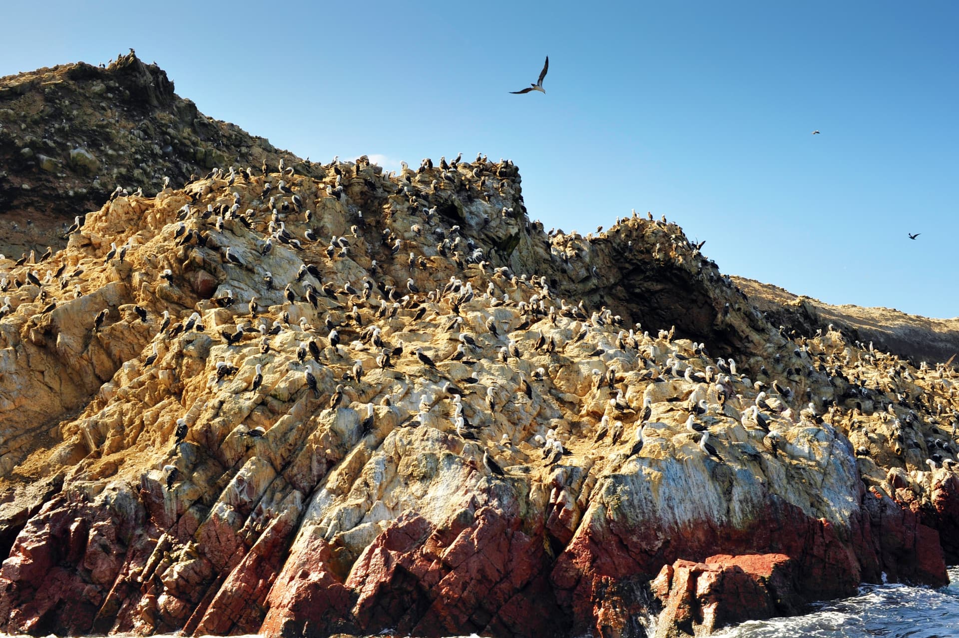 La Reserva Nacional de Paracas